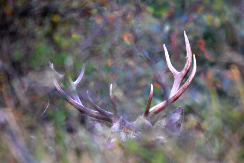 PASSIONE PER IL CERVO